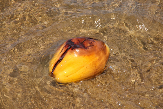Roatan, eine Kokosnuss im Wasser am Strand 