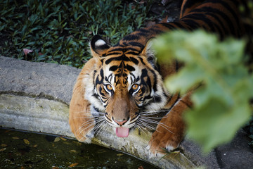 Thirsty Tiger - Panthera Tigris Sumatrae