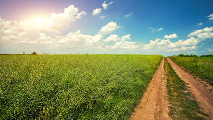 Summer landscape with green grass