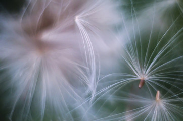 White fluffy dandelion on the blurred background