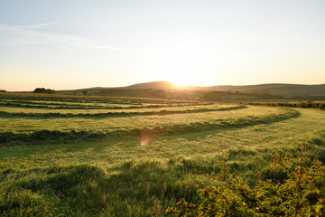 Freshly mowed field at sunset
