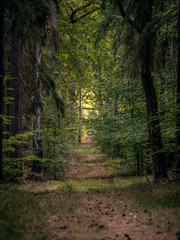 Waldweg - Forest trail