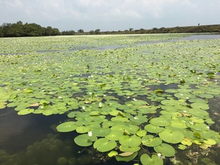 Kaas plateau , valley of flowers, India