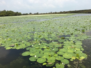 pond with water lilies