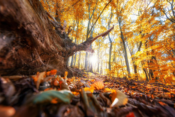Herbstlicher Wald. Perspektive vom Waldboden mit einer großen Wurzel. Alter Baumstumpf