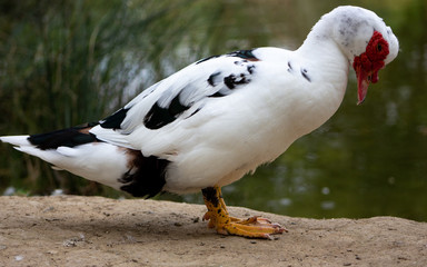 Portrait of a Muscovy Duck.