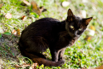 Naklejka na ściany i meble Black cat outdoor