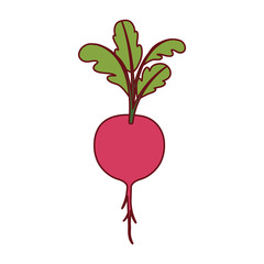 white background of beet with stem and leaves and thick contour