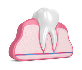 3d render of tooth with nerves and blood vessels