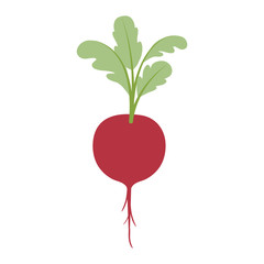 white background of realistic beet with stem and leaves