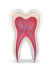 3d render of tooth with nerves and blood vessels