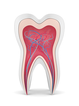 3d render of tooth with nerves and blood vessels