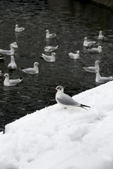 Paris sous la neige 2018