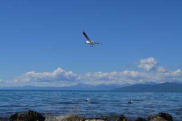 wave birds