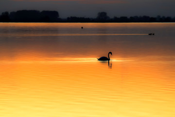 Swan silhouette in fascinating orange sunset