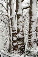 Fototapeta premium Paris sous la neige 2018