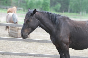 Obraz premium The horse stands against the background of the forest.