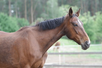 Fototapeta premium Koń stoi na tle lasu.