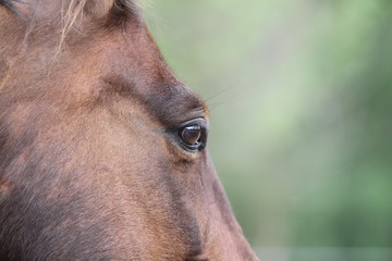 Naklejka premium The horse stands against the background of the forest.