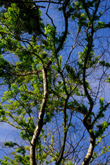 tree leaf and branch on the blue sky in sunny