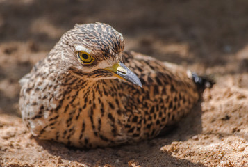 spotted thick-knee portrait (Burhinus capensis) sitting on sand with sunlight