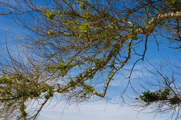 tree leaf and branch on the blue sky in sunny