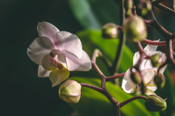 Fototapeta na wymiar Pink orchid on black blurry background