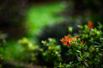 Green grass in the sunny day.