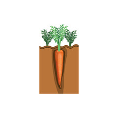 colorful graphic of organic farming of carrot