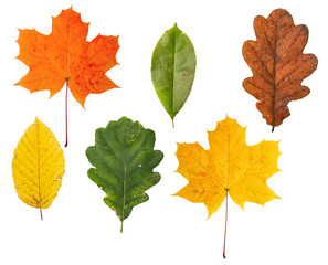 Autumn leaves isolated on white background. Different types and colores.