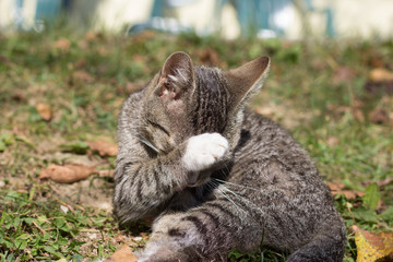 Pretty little cat outdoor
