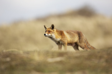 Red Fox