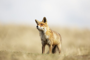 Red Fox