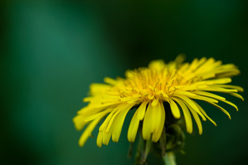 Yellow flower on a green background. Close-up, blurred background. Flower. Nature.