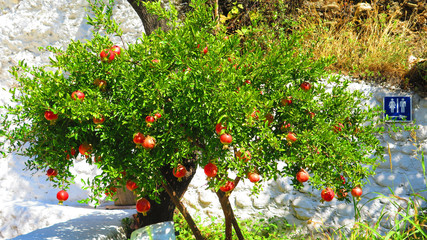 Ripe pomegranate fruit on tree in Granada