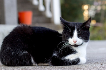 little pretty cat