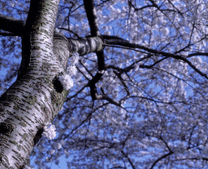 Fototapeta premium APPLE BLOSSOM TREE WITH BLUE SKY