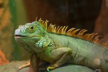 lizard