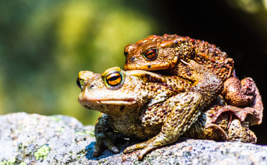 View on two mating toads in fall - Germany