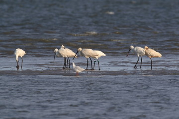 Eurasian or common spoonbill in nature Island Texel,Holland