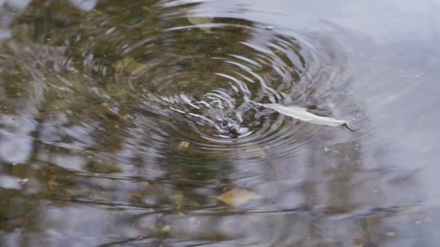 Brown rat swimming for food,Water rat swimming in thr lake.