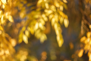 Blurred sunny abstract autumn nature background, yellow and brown color