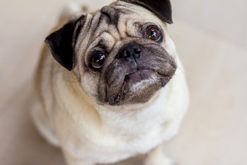 pug on white background