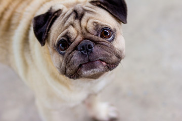 pug on a white background