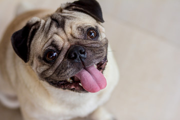 pug on a white background