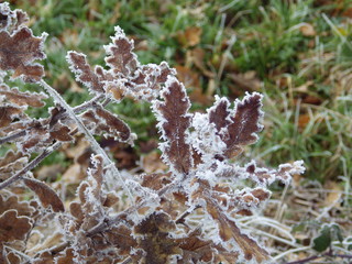 Nature givrée