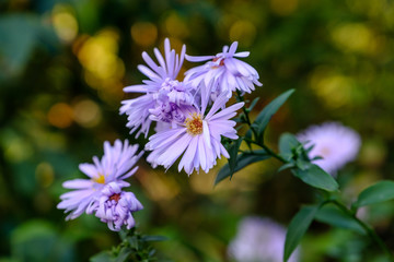 Obraz premium Herbstliches Blumenmotiv