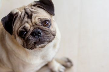 Obraz premium pug dog are confusing