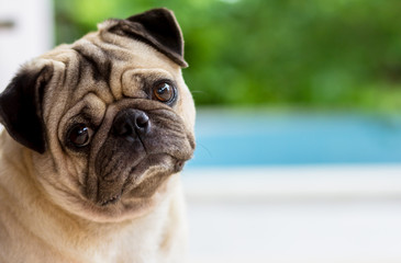 pug dog are confusing