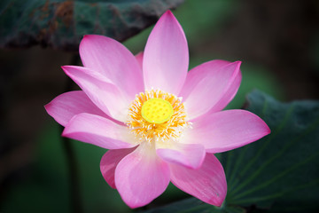 close up of beautiful blooming pink lotus flower